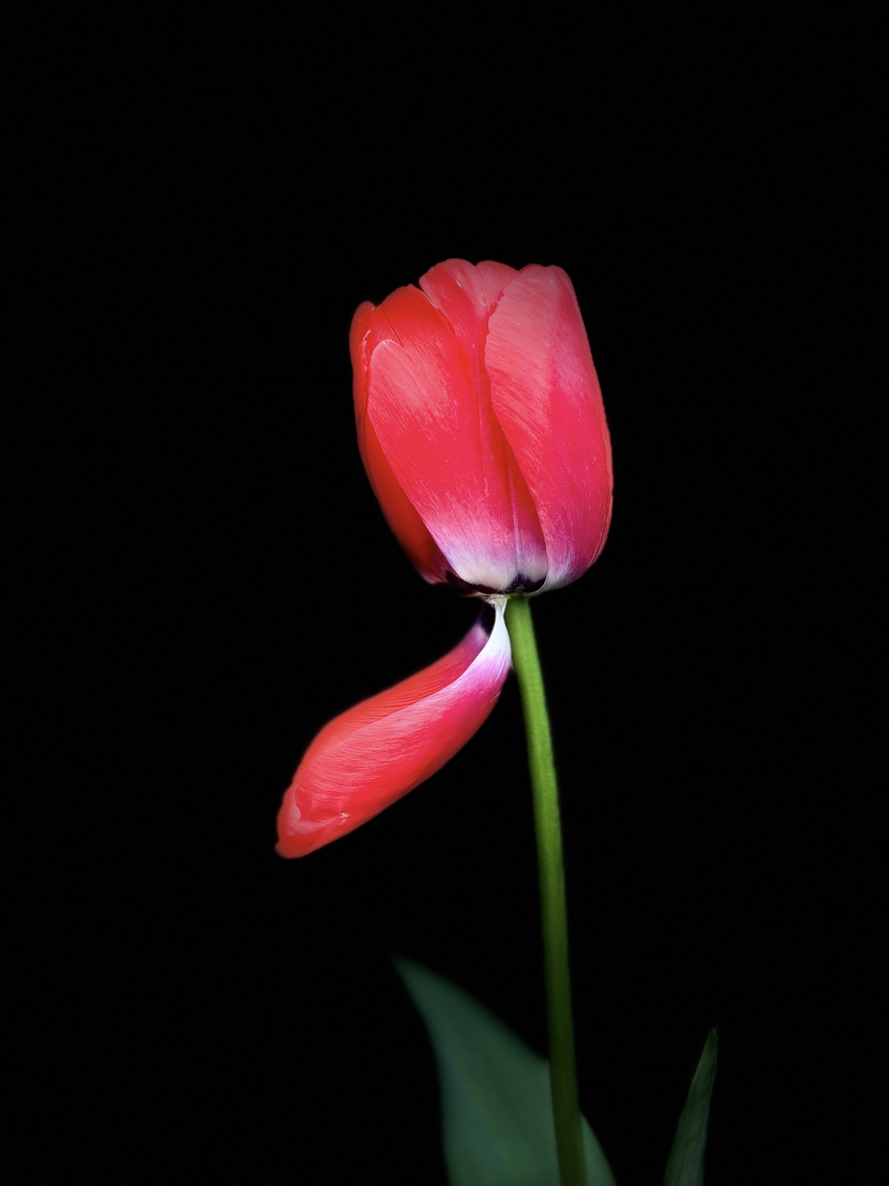 黑色黑底背景郁金香花图片一支鲜花黑底图片大全
