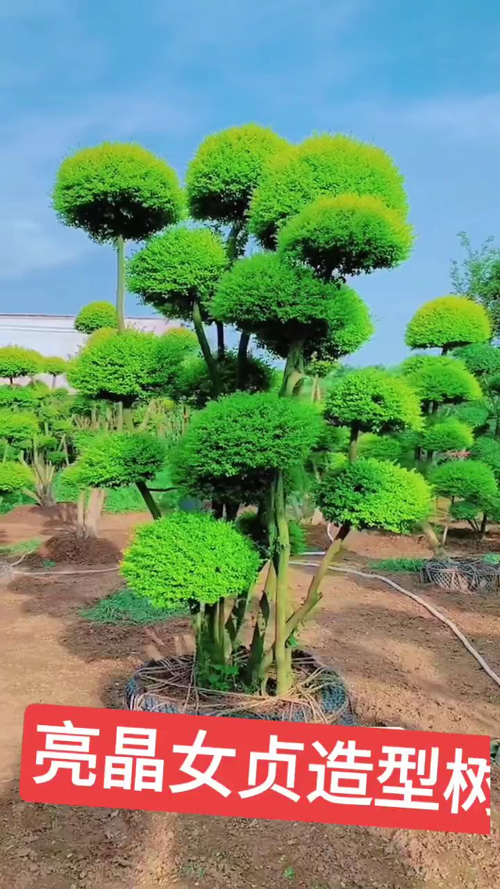亮晶女贞造型树四季不落叶适合庭院别墅农家小院栽植