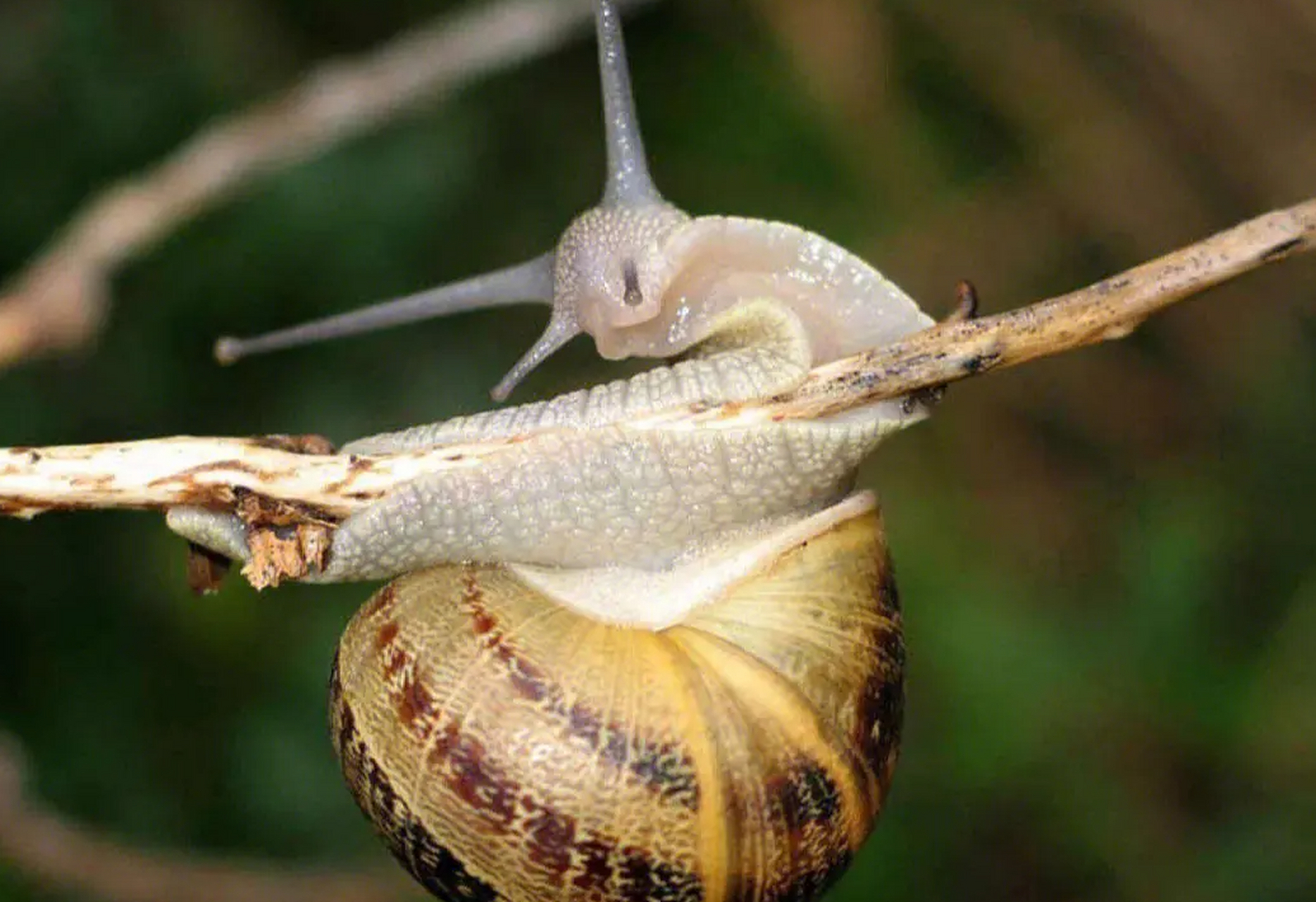 蜗牛是古老软体动物,拥有超过4.8万种的多样性