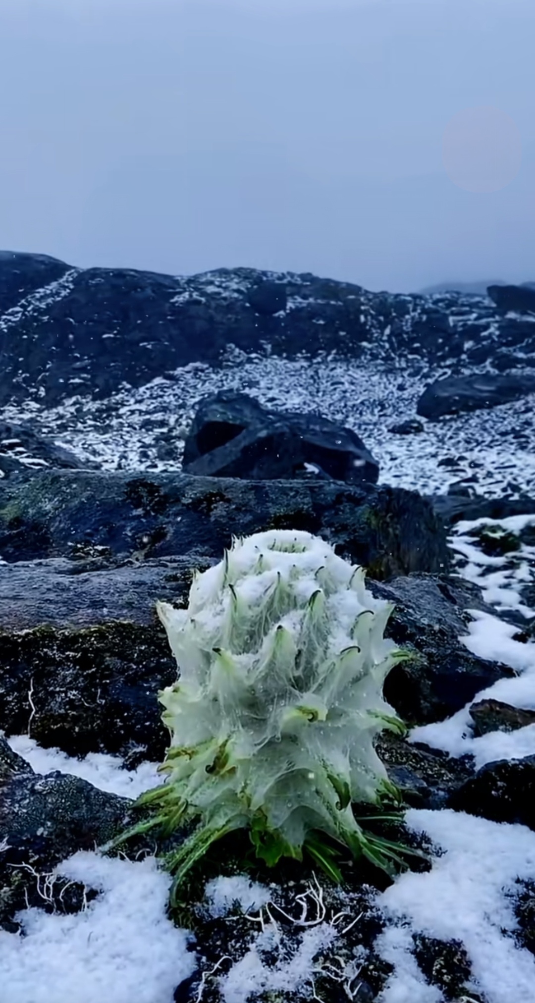 青海特产雪莲图片