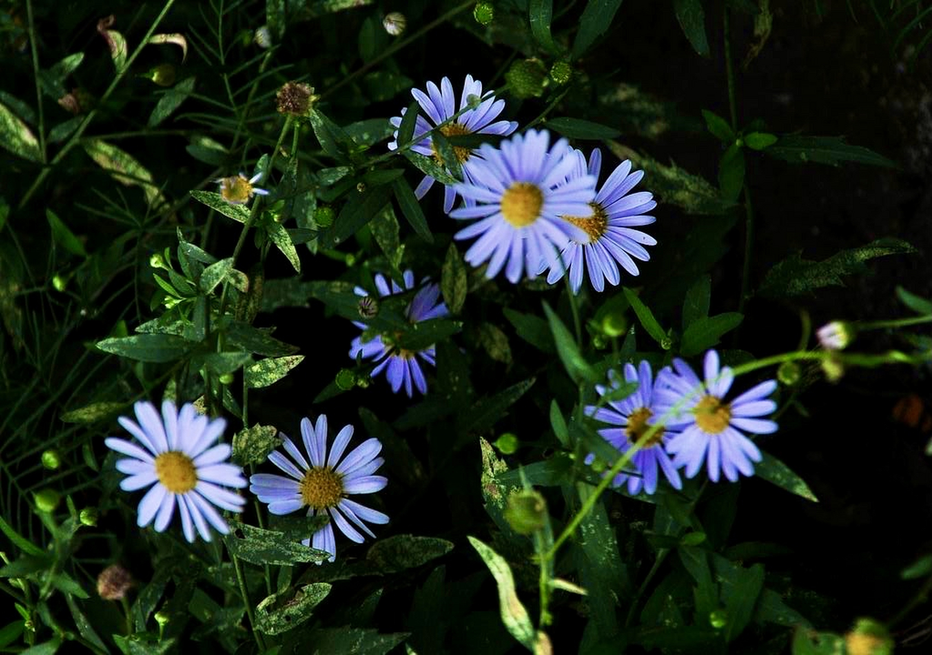 春天的野味马头兰巨好吃,会开漂亮的紫色小花,郊外遇到了可一定要摘