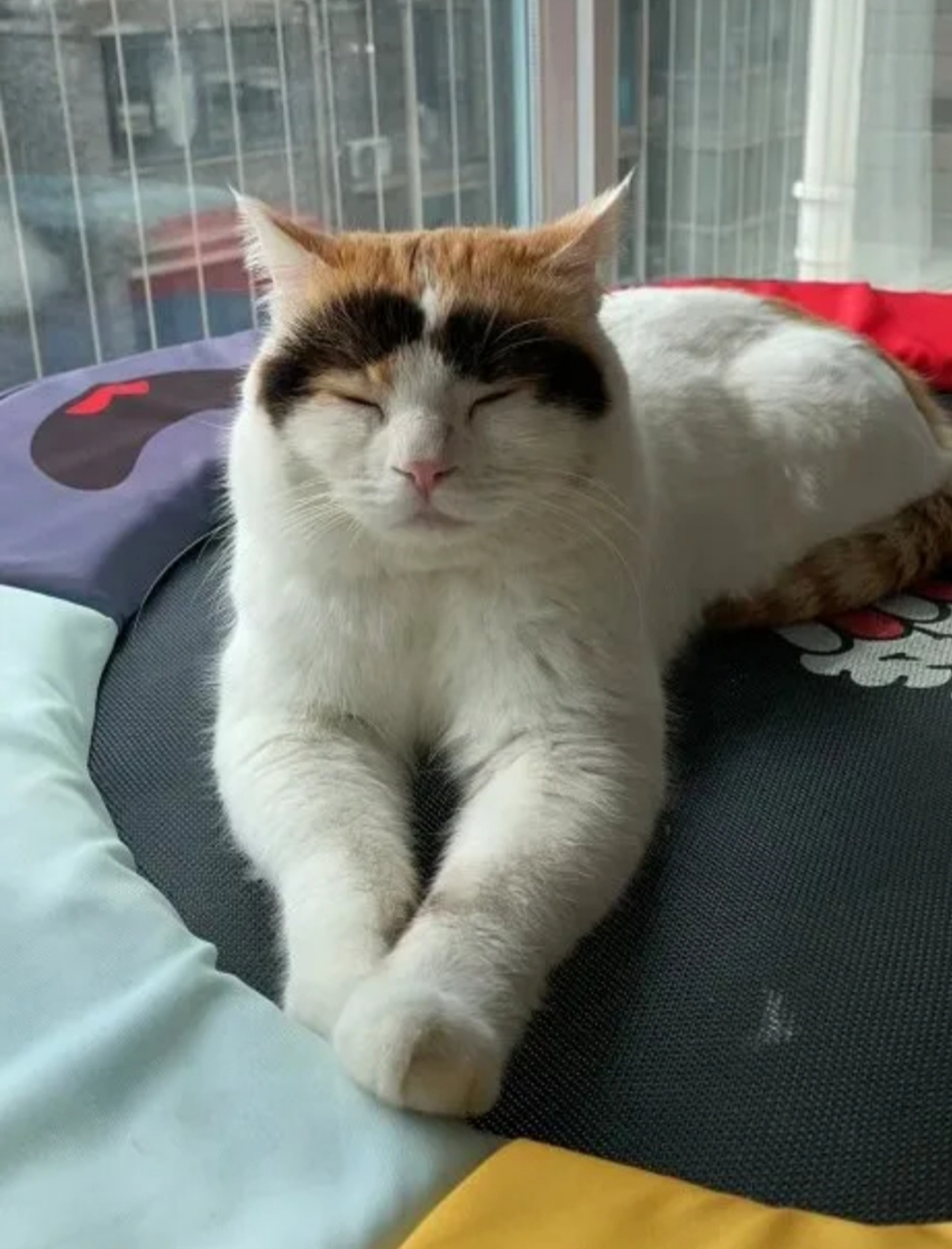 看看这只八字眉的猫.的确是这样的