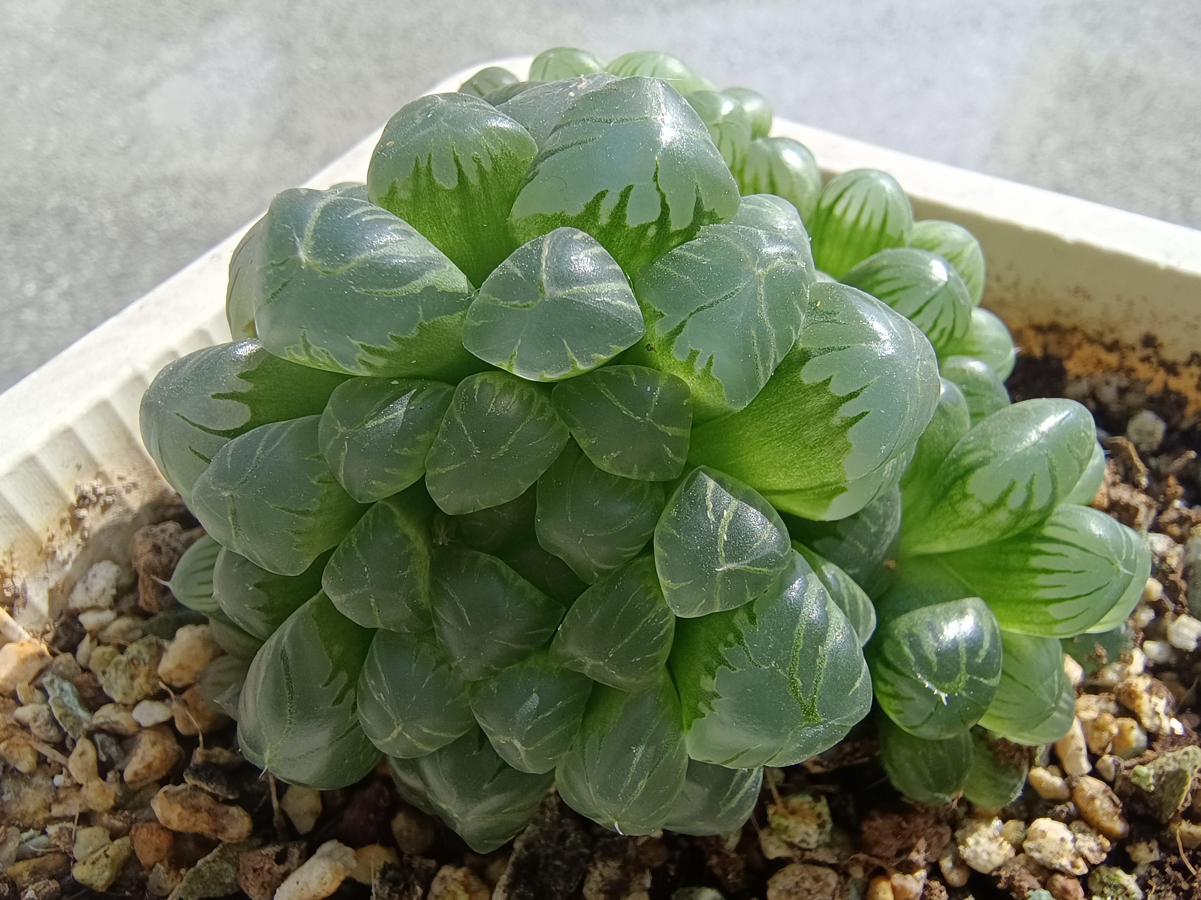 姬玉露特别爱爆侧芽,别看她这么小一颗,上面已经有数不完的侧芽