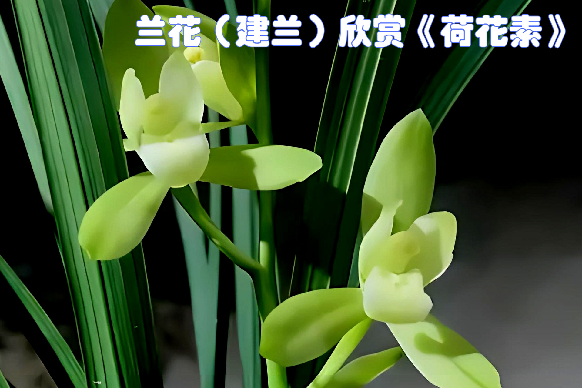 荷花素,如盛开的荷花般清新脱俗,是建兰的瑰宝