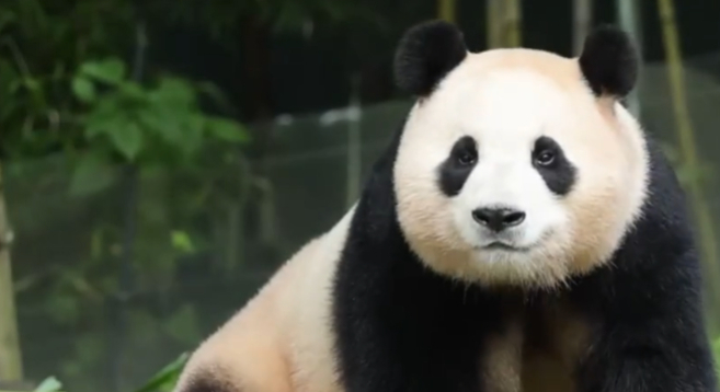 民众挤爆大熊猫馆 和福宝道别