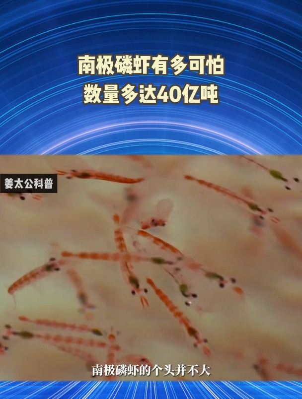 南极磷虾有多可怕数量多达40亿吨