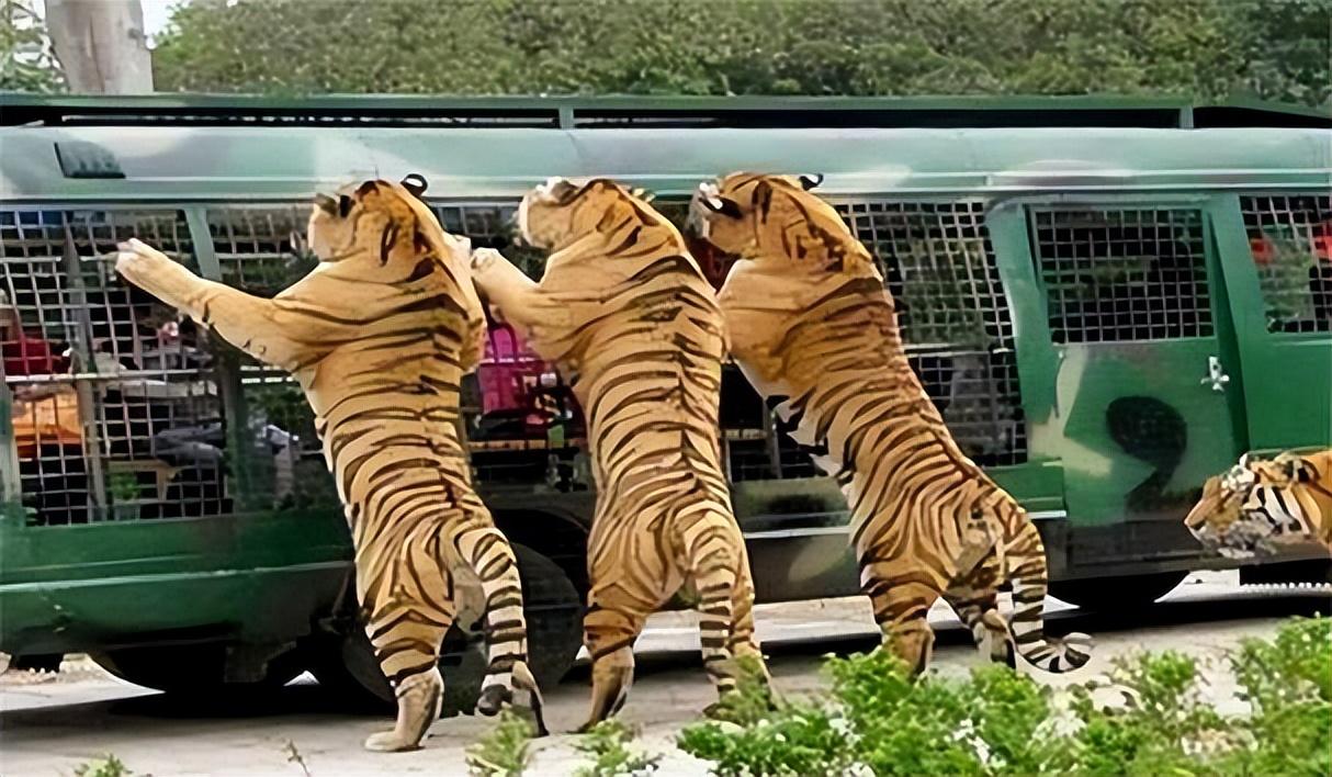 可手无寸铁的人怎么能和凶猛的老虎相比呢,赵菁的母亲在击打老虎时被