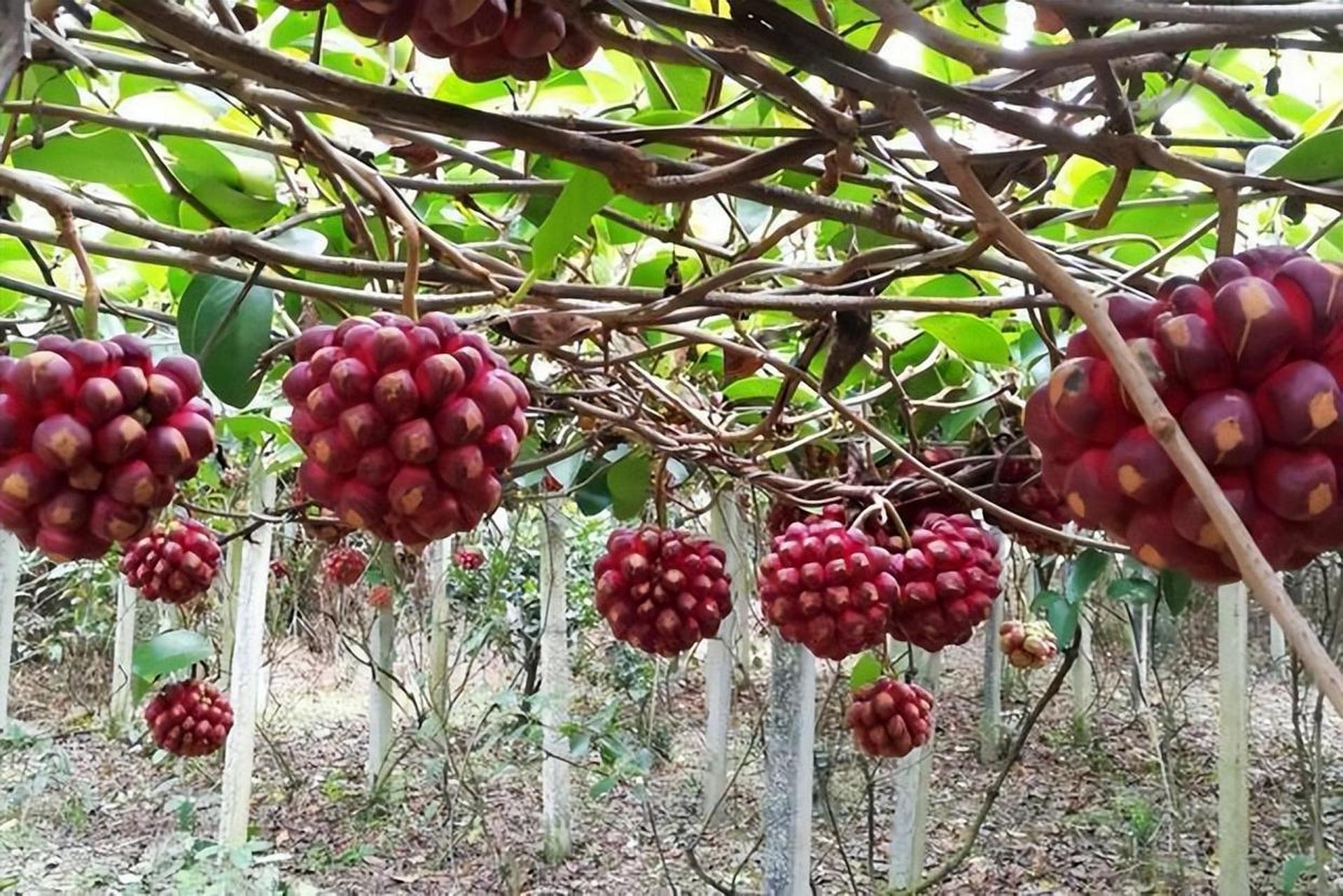 美容养颜,延缓衰老的黑老虎果实,香甜可口,种植简单方便,只需浇水施肥