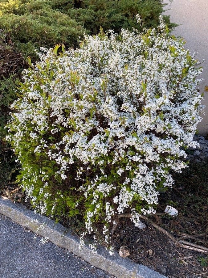 南京玄武湖景区公众号樱桃,作为樱花的"近亲",二者同属蔷薇科李亚科