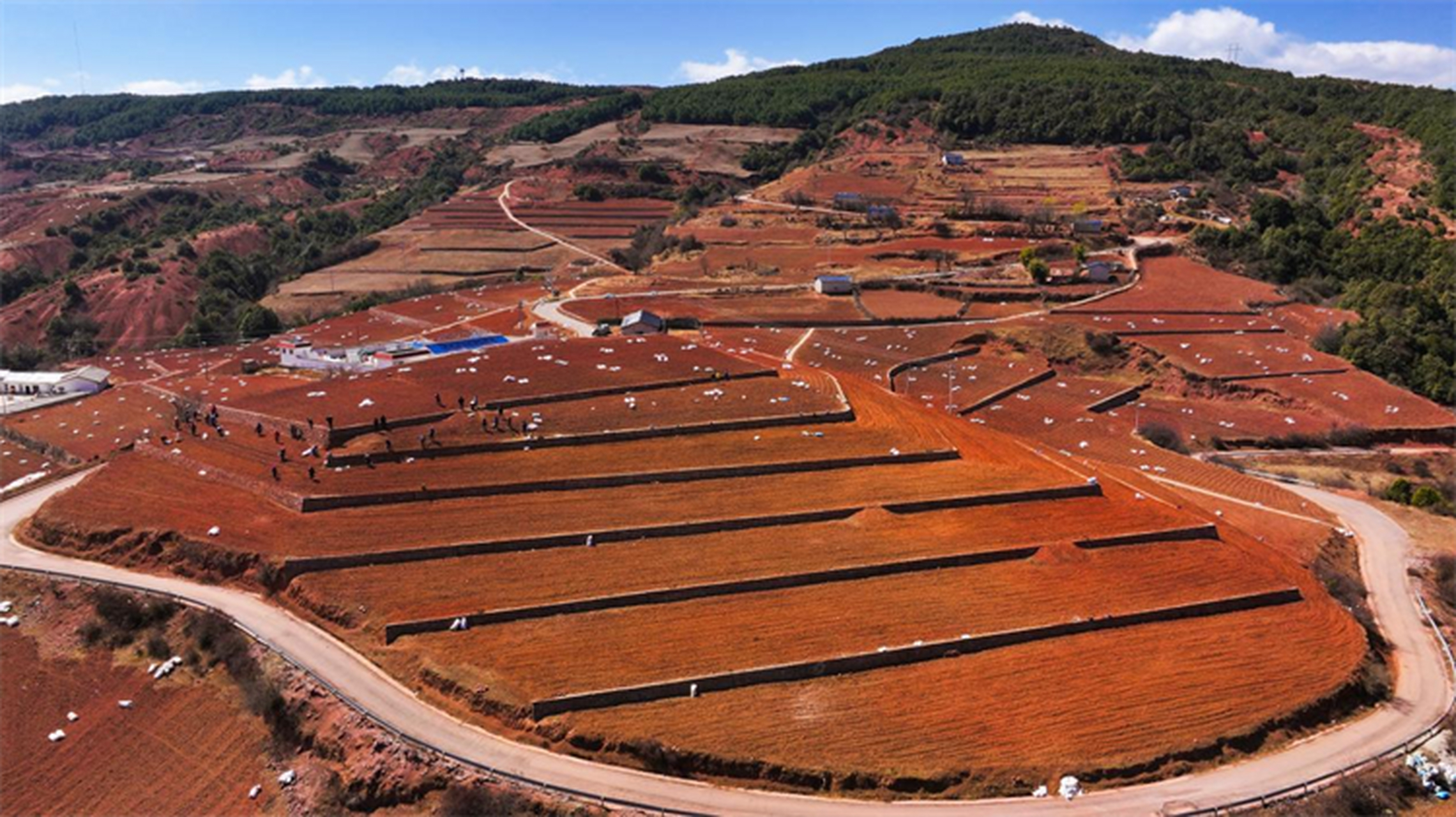 普格县螺髻山镇马铃薯种植园区正繁忙播种,村民积极参与,共享产业繁荣