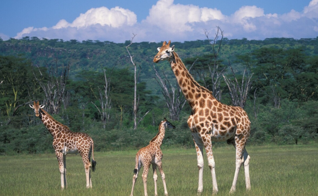 回顾:站着睡觉能一脚踢飞狮子,凶猛的长颈鹿是怎么交配的?