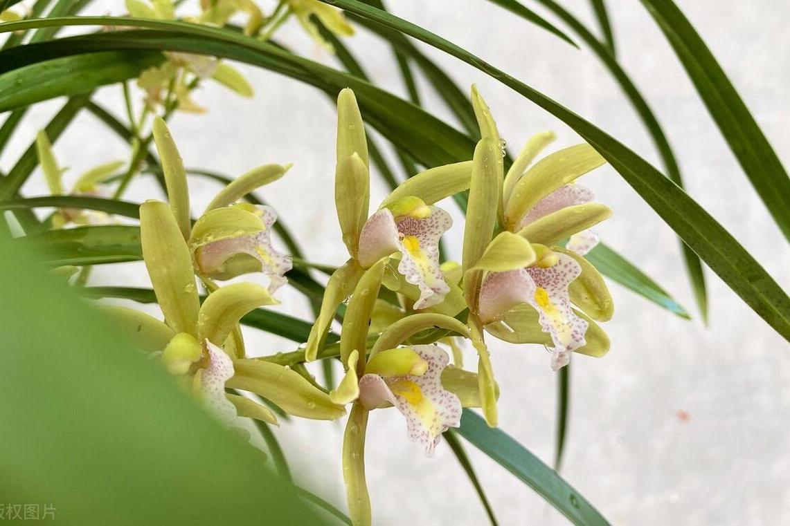 兰花是一种多年生草本植物,属于兰科植物,被誉为"花中君子",以其优雅