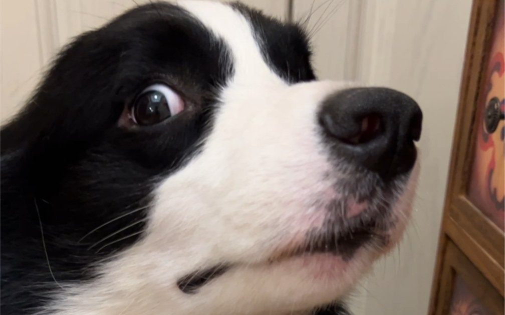 细数养"边牧"的好处和坏处,你想清楚了吗?