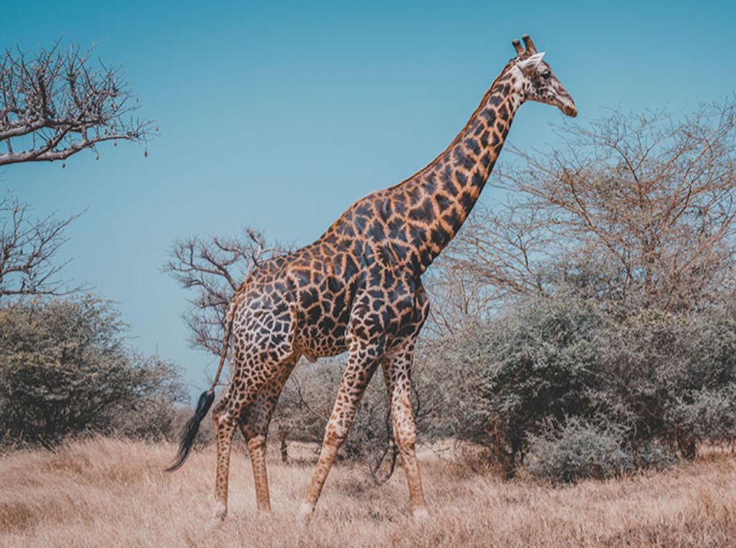 回顾:站着睡觉能一脚踢飞狮子,凶猛的长颈鹿是怎么交配的?