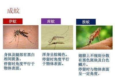 蚊子的雄雌区别在于它们的触角,公蚊子的触角有环毛,像刷子一样,而母