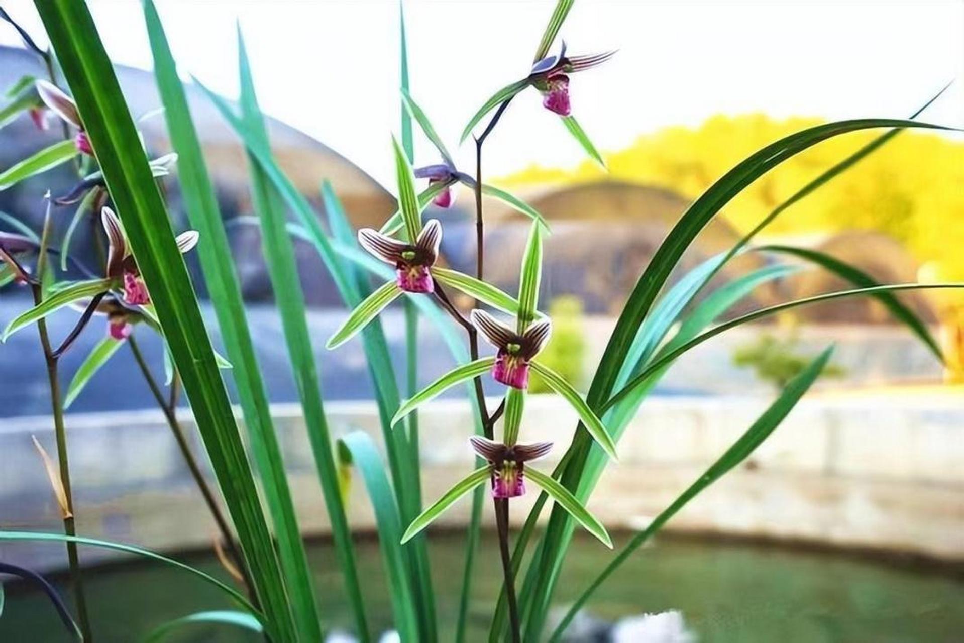 细叶寒兰,兰花中的璀璨明珠!