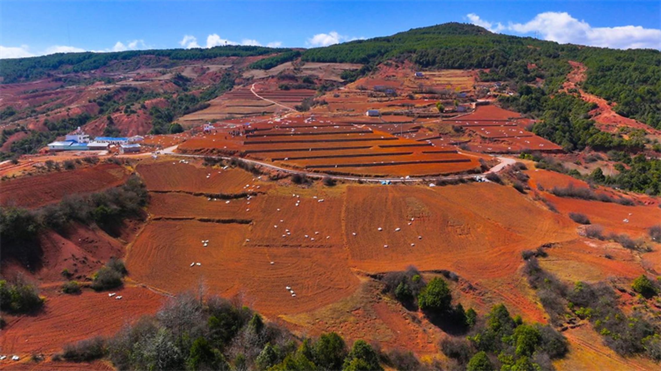 普格县螺髻山镇马铃薯种植园区正繁忙播种,村民积极参与,共享产业繁荣