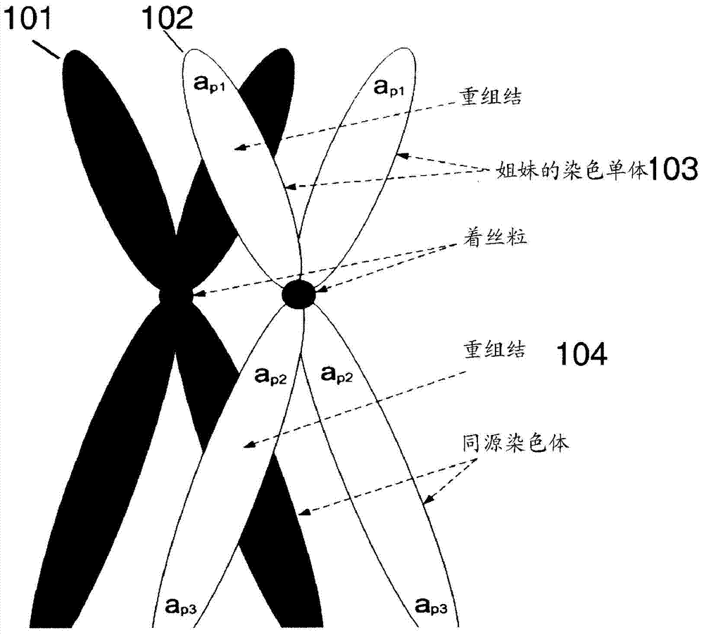 复等位基因示意图图片