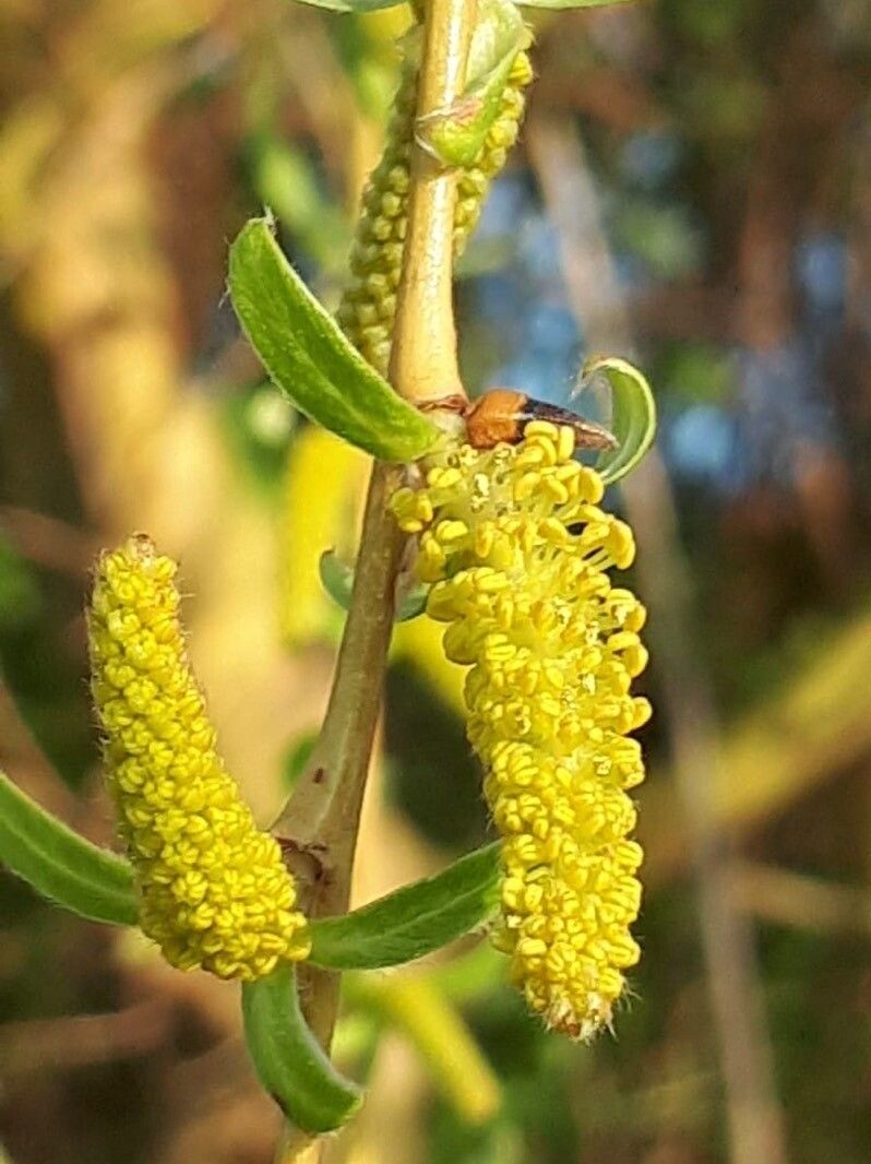 柳树雌花图片图片