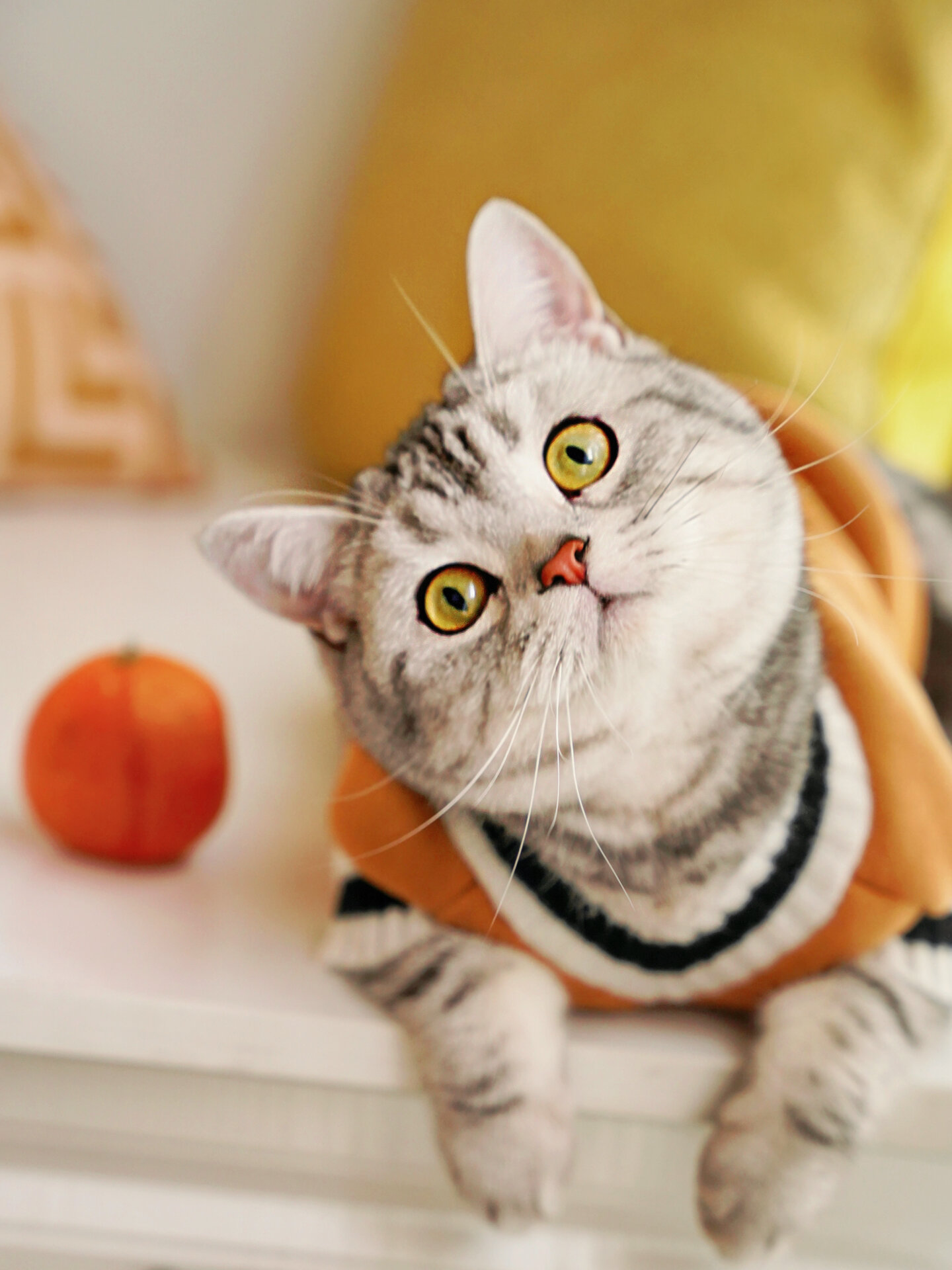 我的美短小猫漂亮了  我的美短猫咪因为长得太漂亮被选去当猫模特啦!