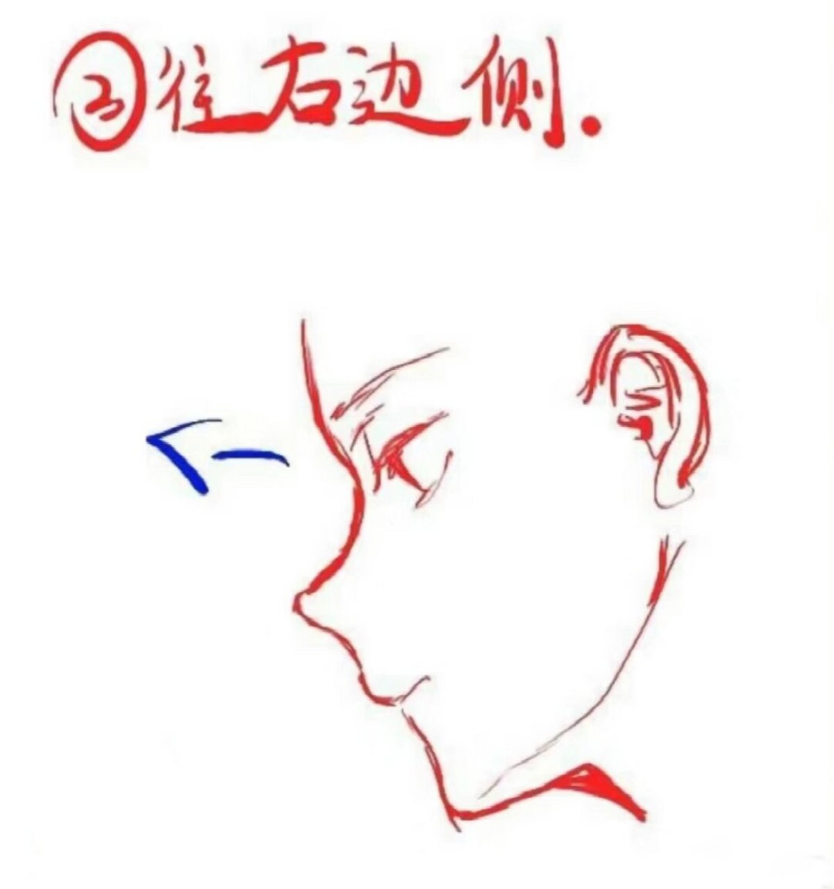 🎨  👩‍🎨 亲爱的绘画爱好者们,侧脸的细节处理是绘画中不可