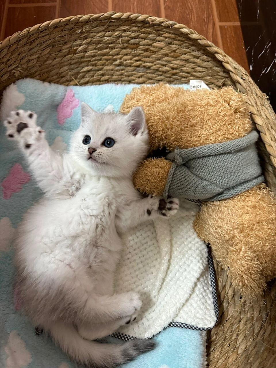 英短银渐层萌娃5张自提带回家