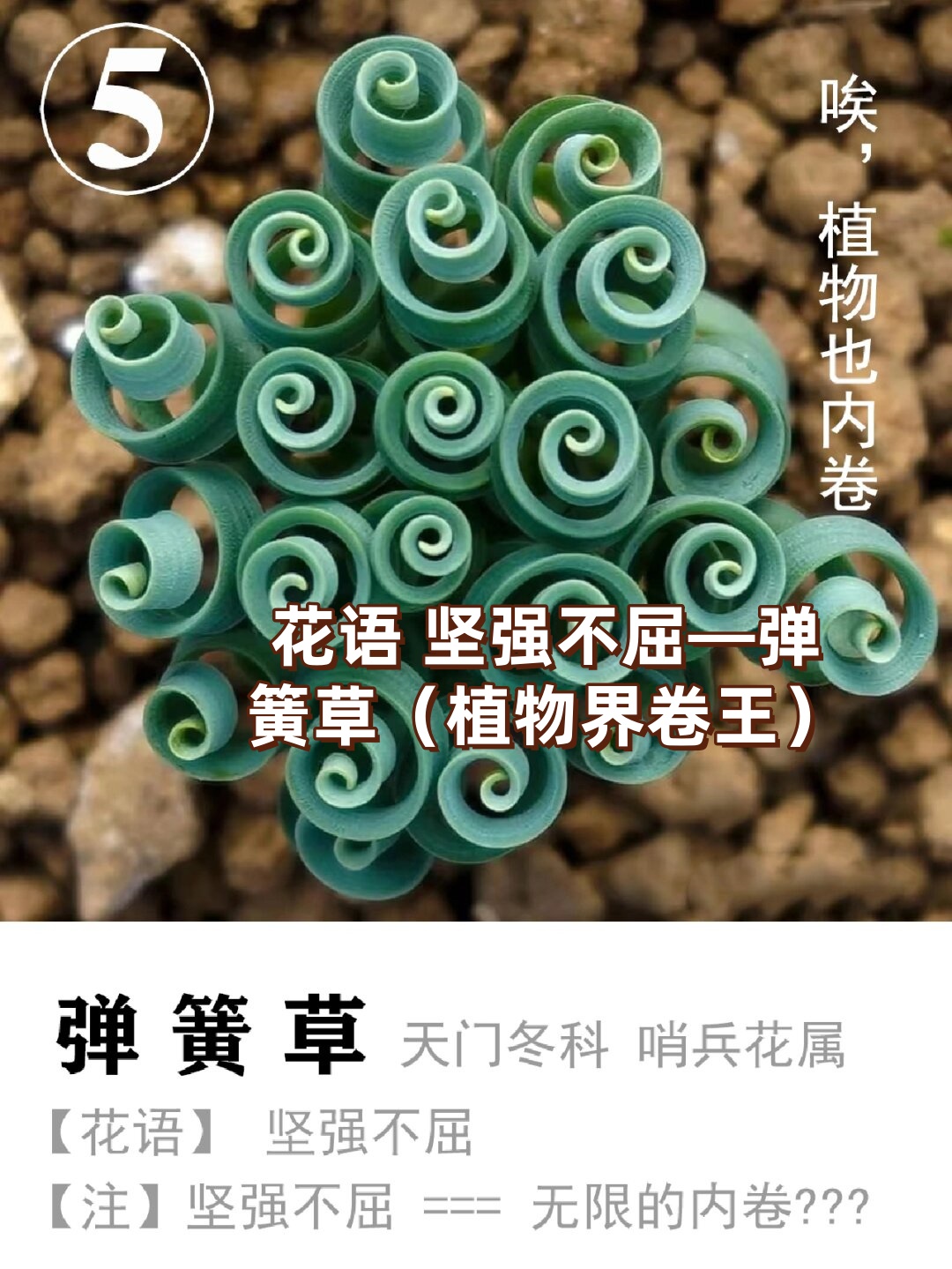 弹簧草植物界卷王