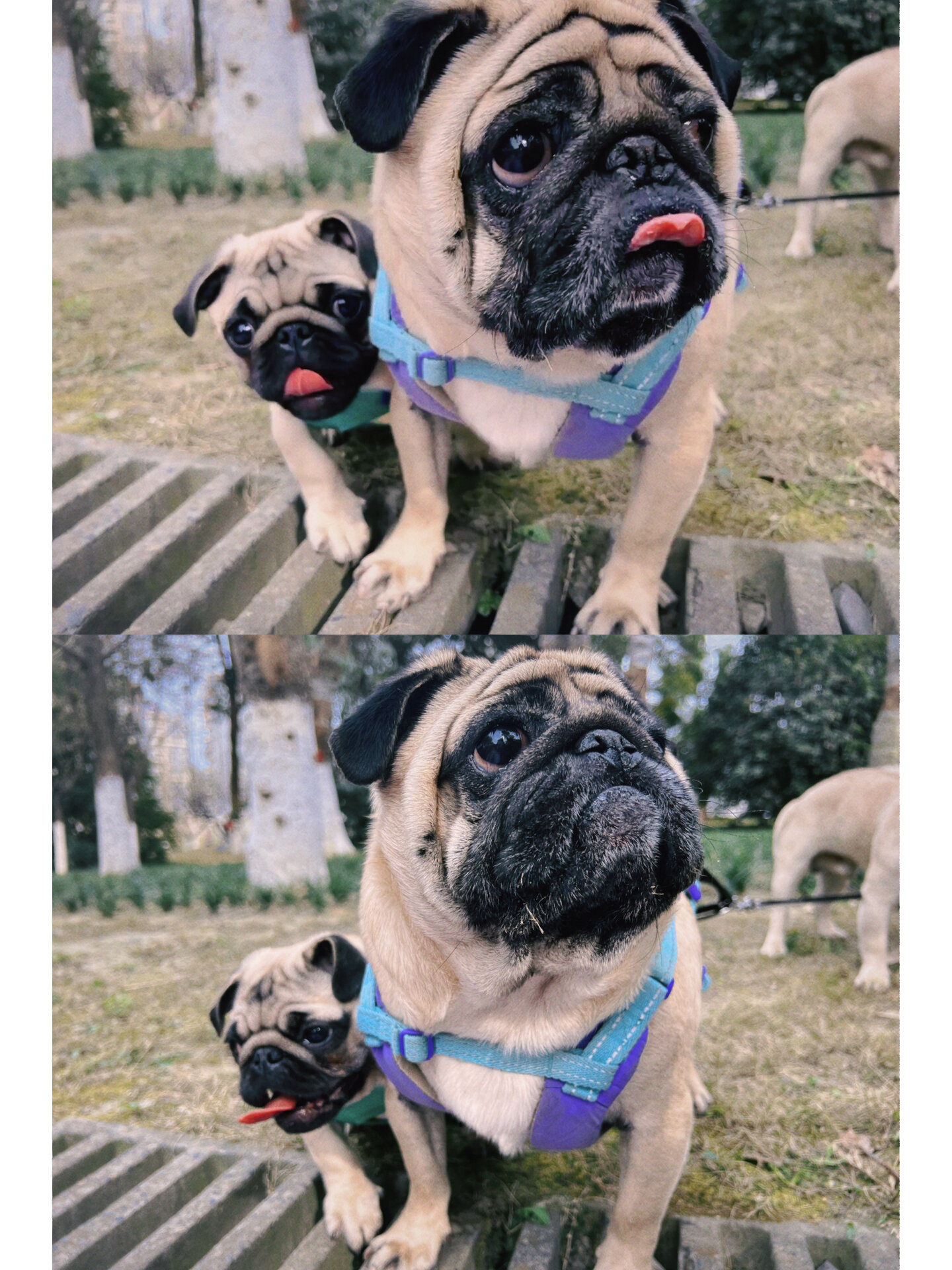 哥哥和我  我家里养了两只巴哥犬它们非常可爱和聪明