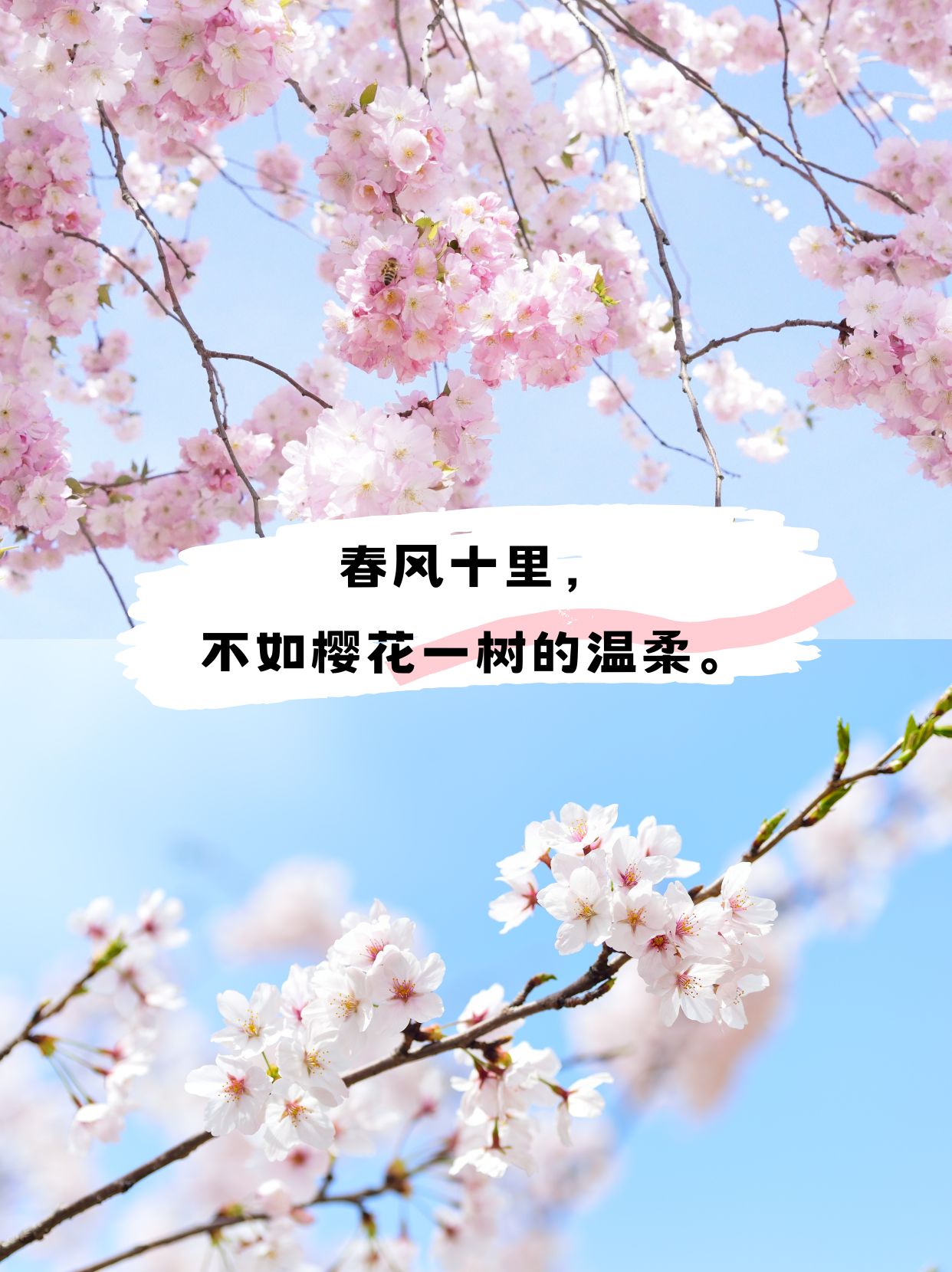 一句话赞美樱花美景   春风十里,不如樱花一树的温柔.