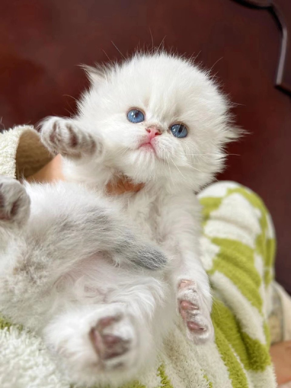 小圆猫刚到家的时候还是一只小奶猫,非常可爱,它的眼睛像两颗圆圆的