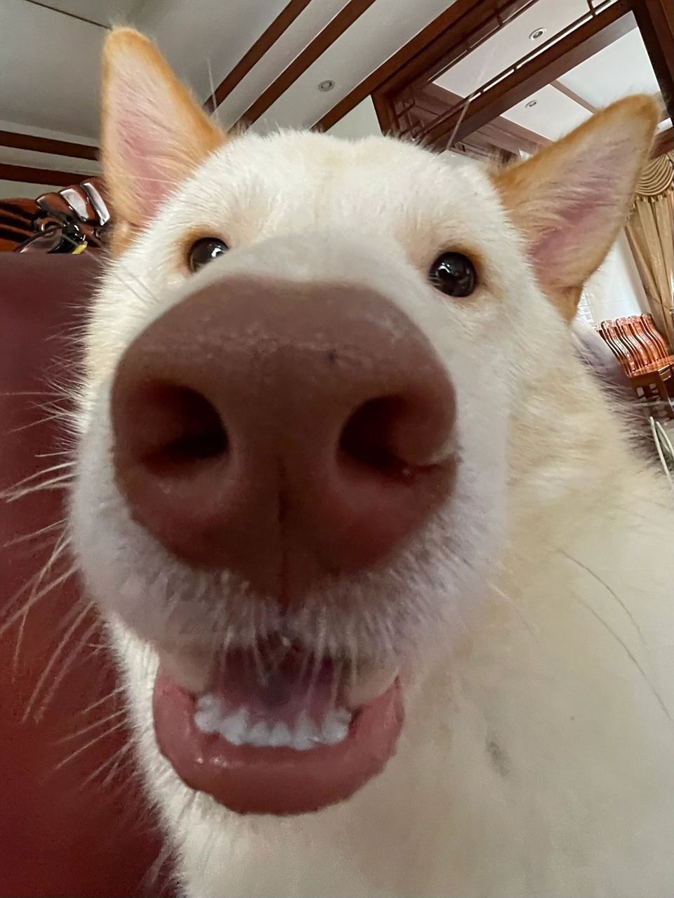 我养了一只非常可爱的小狗,这只小