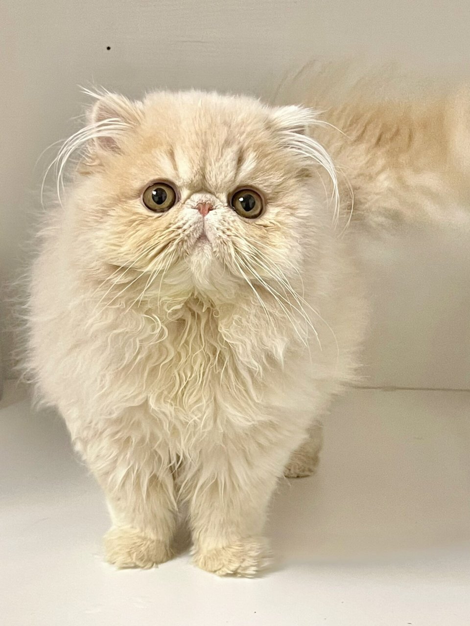 我的奶茶色加菲猫小公主  今天我想和大家分享一下我家的小可爱,一只