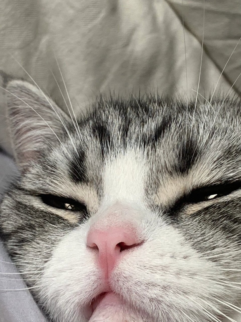 快来欣赏一下这些让人心动的猫咪特写吧!