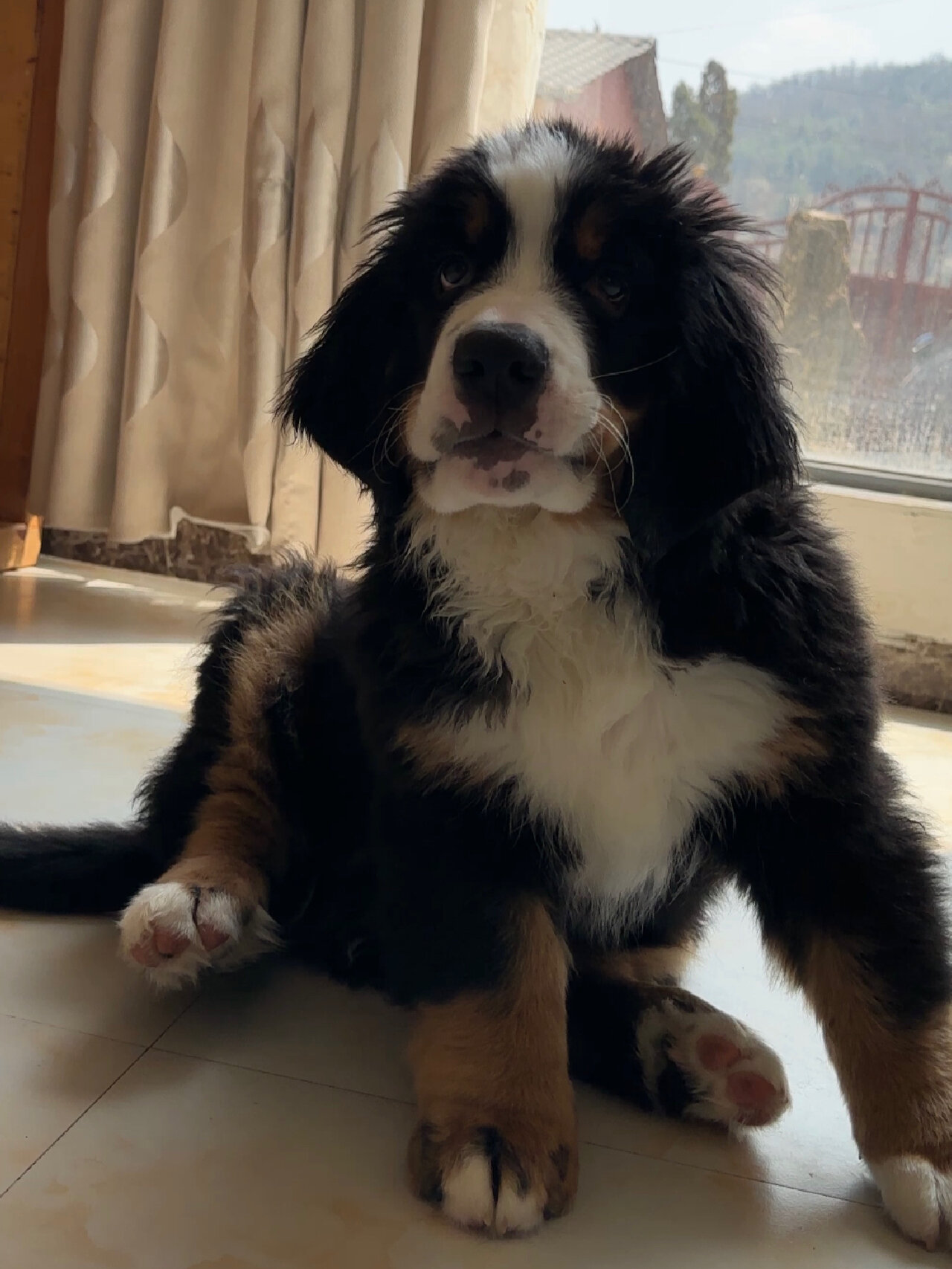 我家的伯恩山犬是一只非常可爱聪明的狗狗它非常喜欢和我玩耍