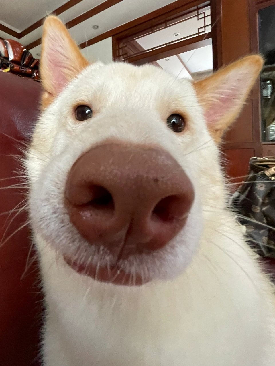 我养了一只非常可爱的小狗,这只小