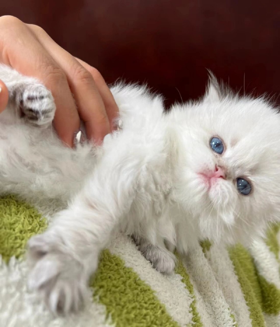 小圆猫刚到家的时候还是一只小奶猫,非常可爱,它的眼睛像两颗圆圆的