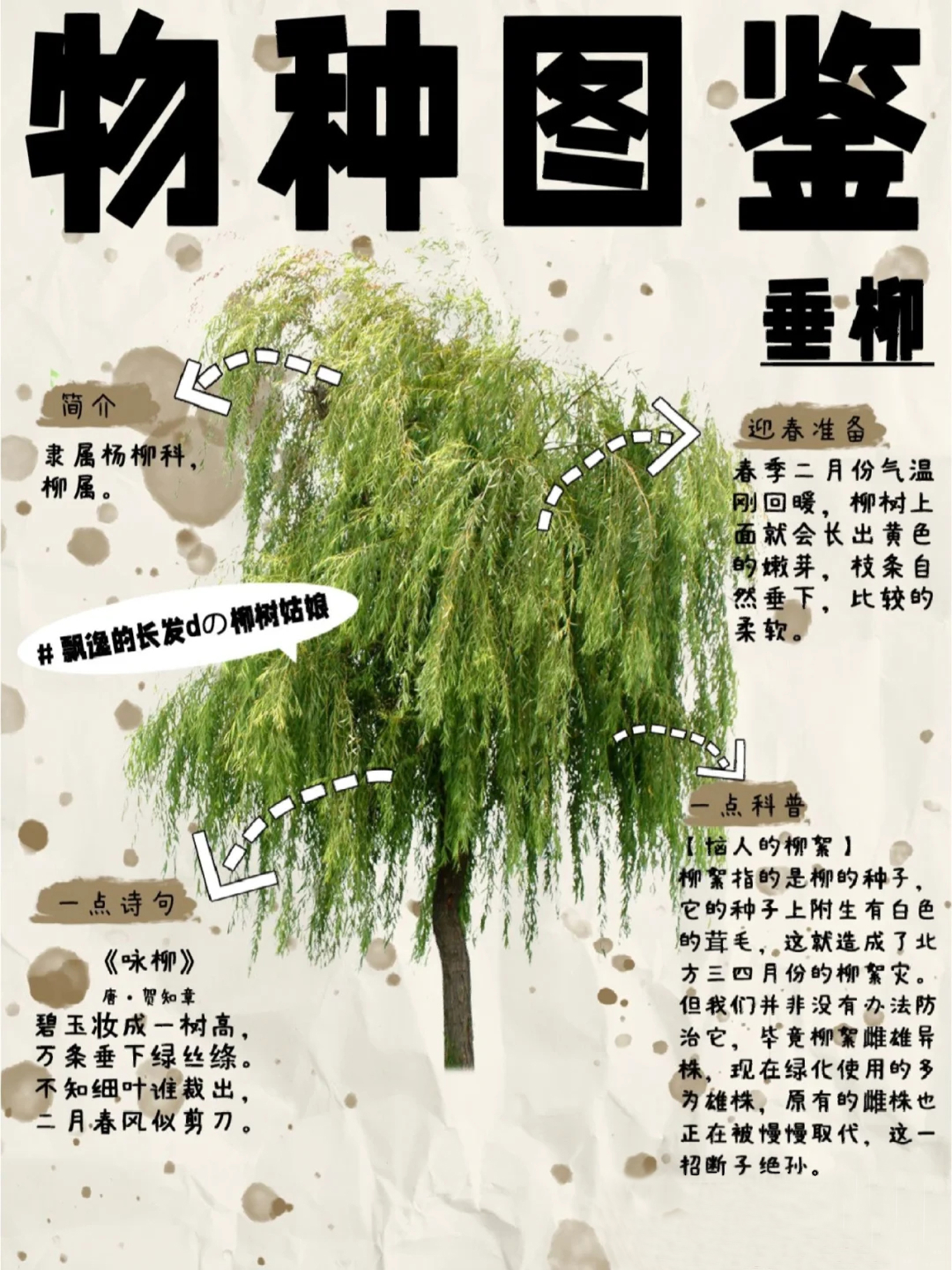 的区别柳树的品种分类及图片柳属柳树的结构名称图解杨柳的介绍杨柳科