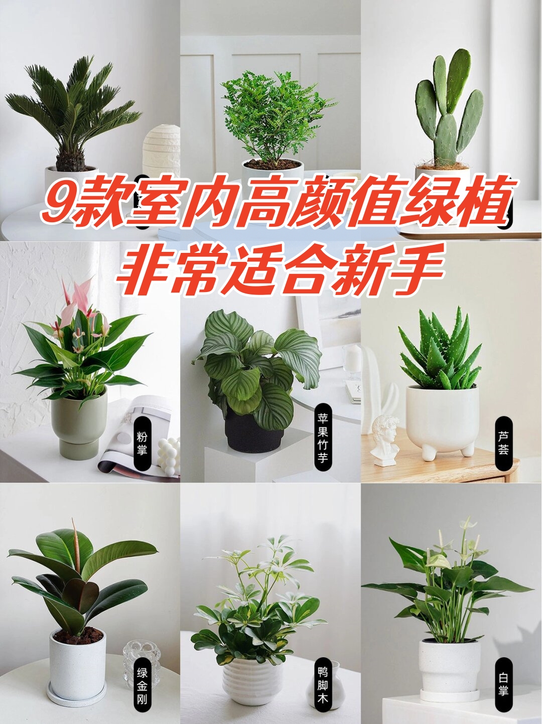 9款室内高颜值绿植非常适合新手   绿植控的福音来啦!