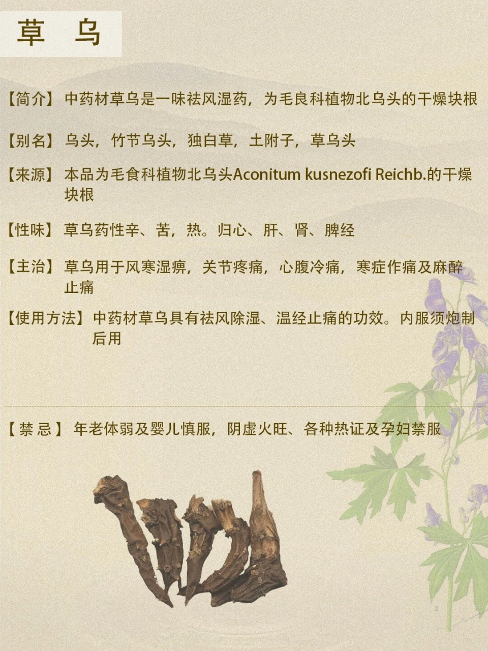 99 今天,我们要一起认识一种特别的植物——草乌.