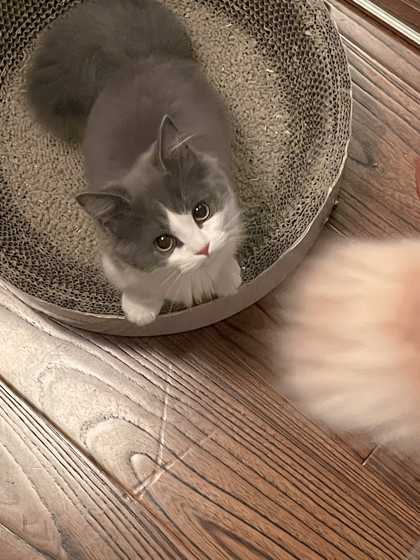 我养了一只可爱的蓝白拿破仑小猫