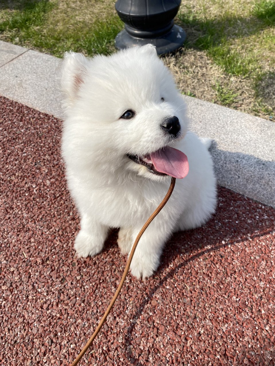 和狗狗一起散步  今天我带着我的萨摩耶幼犬 coffee 出去散步了,它