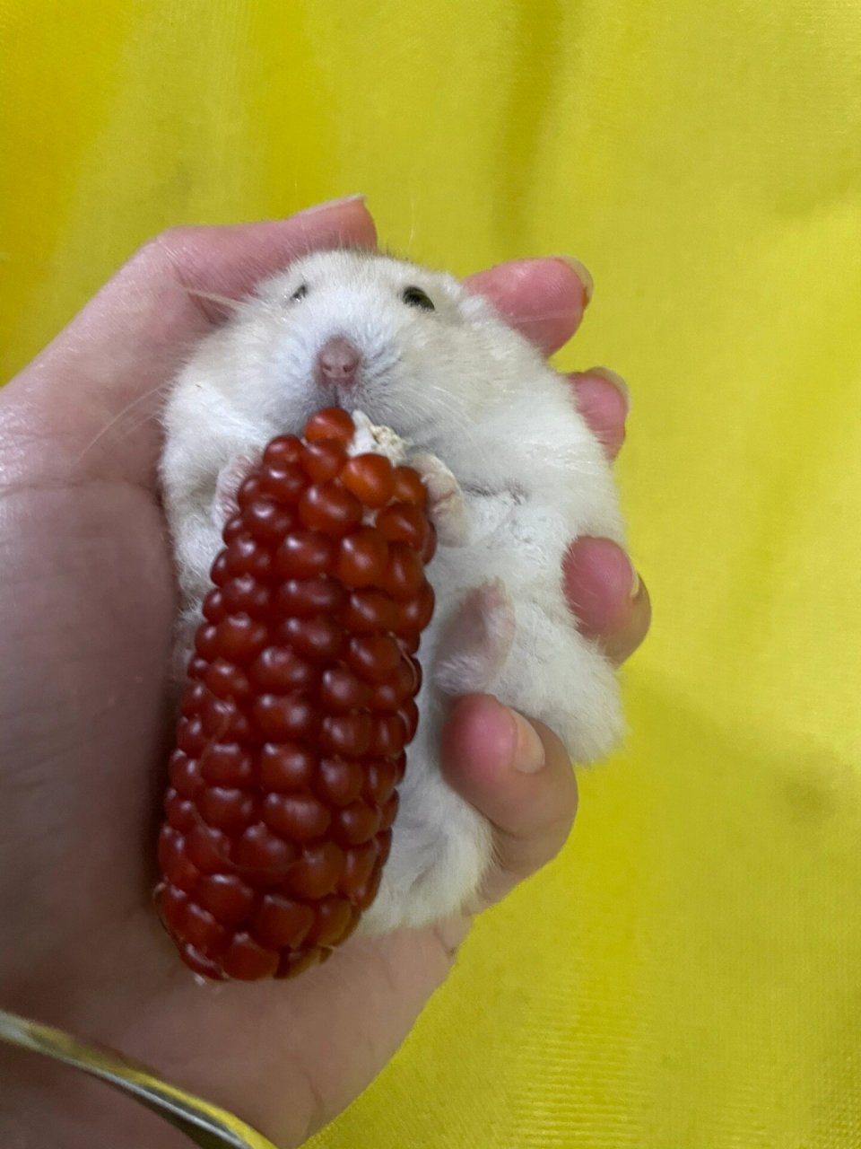 我和我的小仓鼠  我养了一只非常可爱的侏儒仓鼠,它是一只布丁仓鼠.