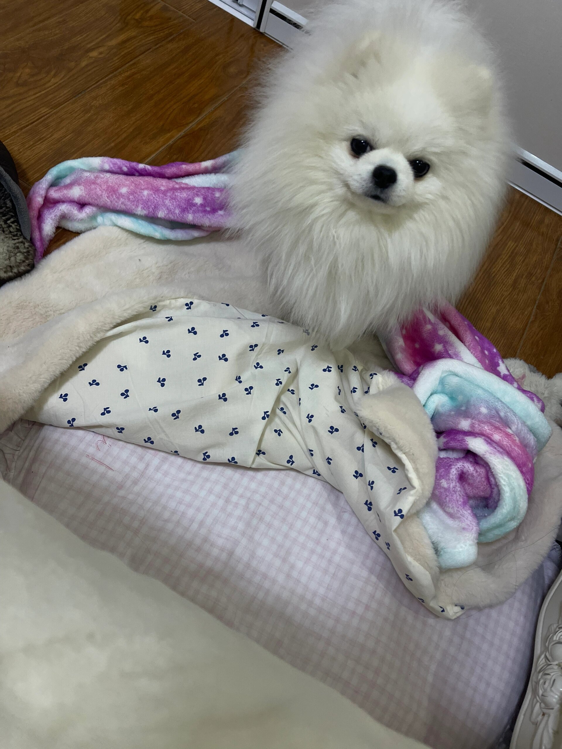 天气逐渐升温,我家的小博美犬宝宝似乎也感觉到了