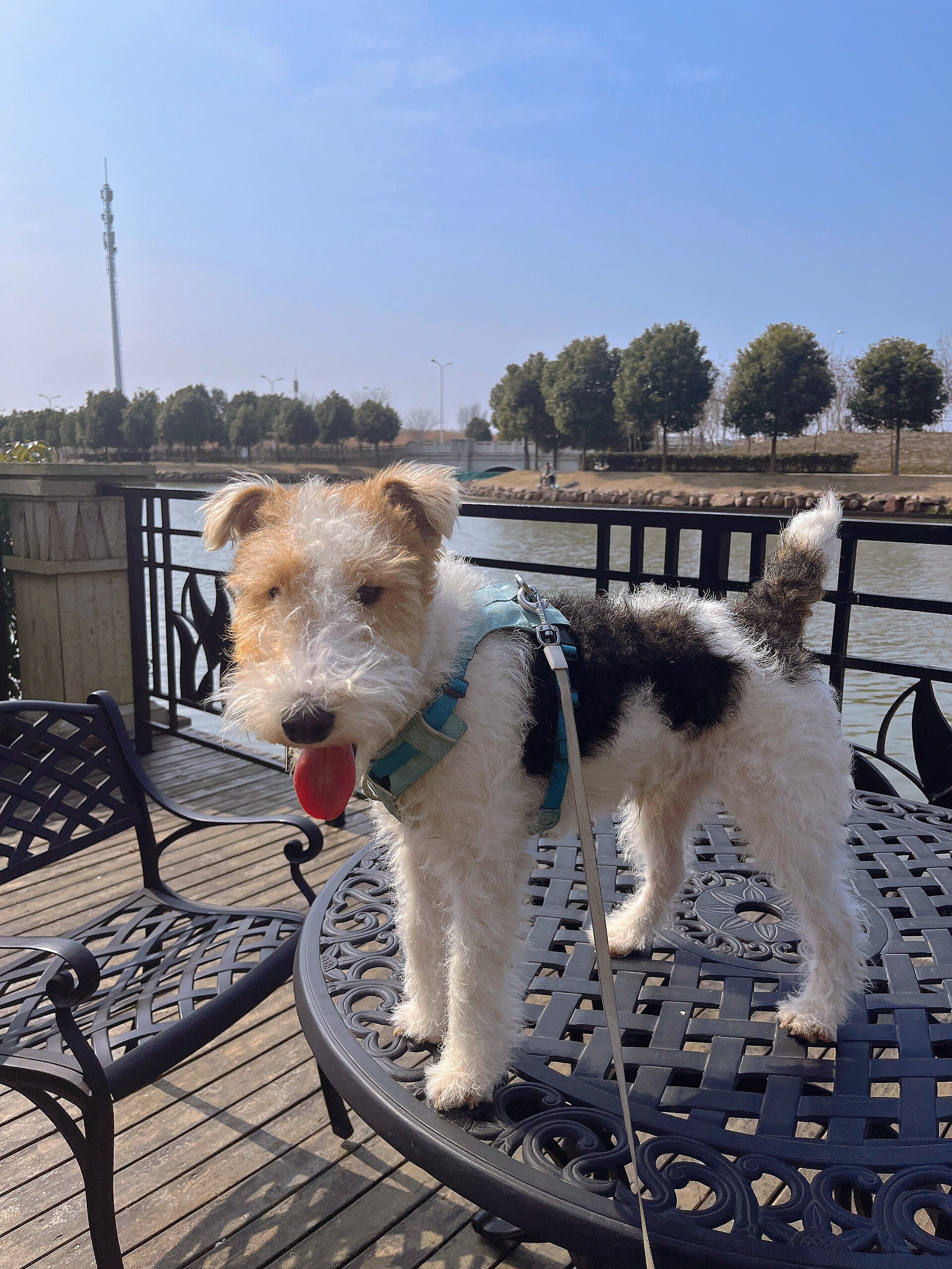 麻麻是所有小狗的眼睛都像我一样小吗