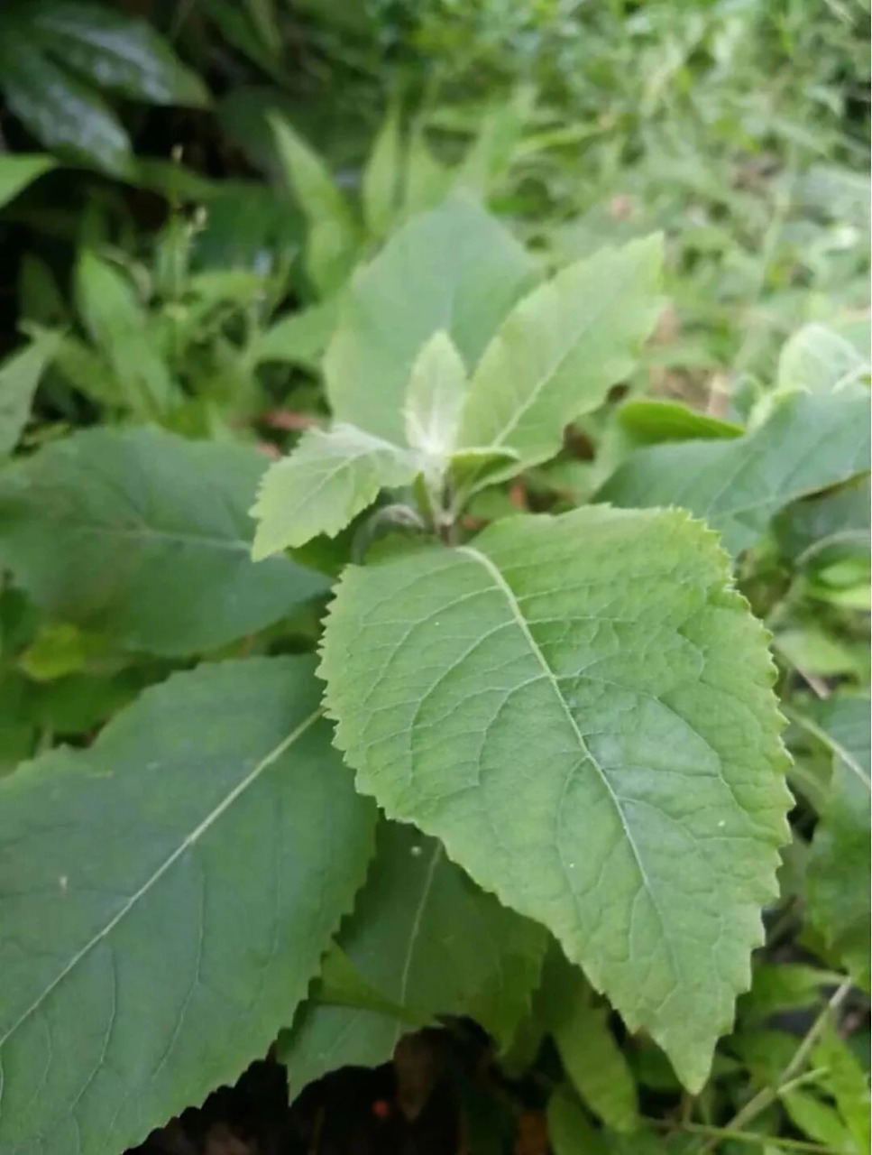 每天认识一种云南中草药 | 臭灵丹