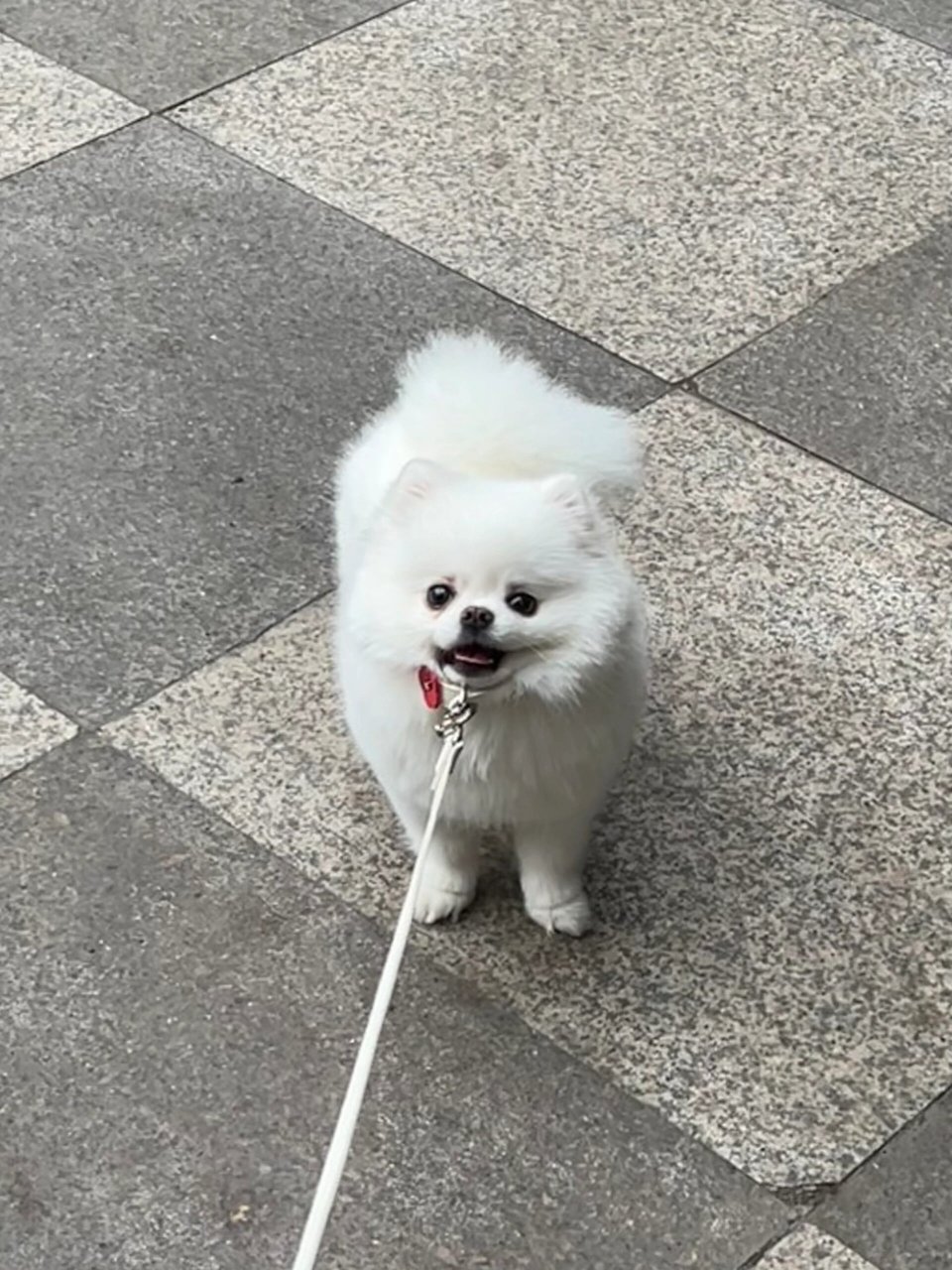 小狗扑扑的故事  扑扑是一只非常可爱的博美犬,它性格温顺,喜欢躺在家