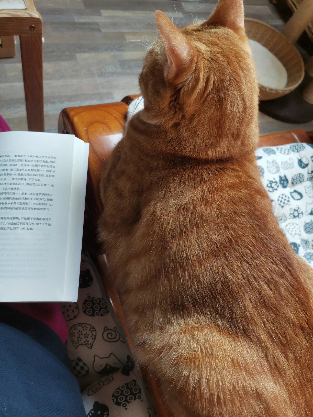 看书时有个很称职的陪读生