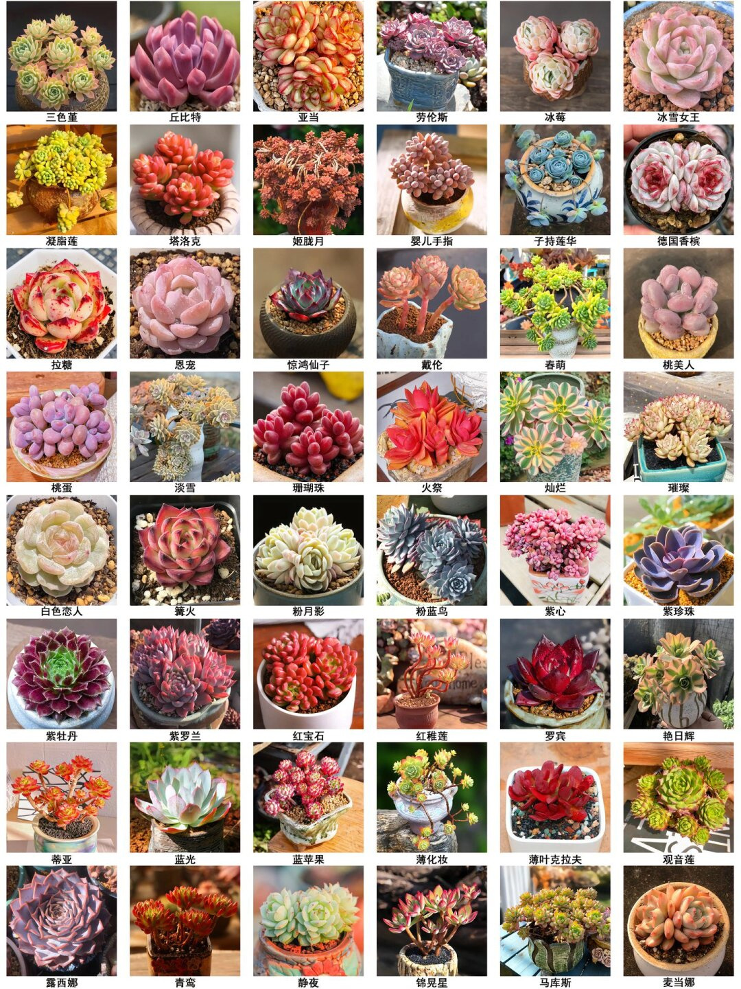 多肉宝典:200 种多肉植.@晓洁老师来教你的动态