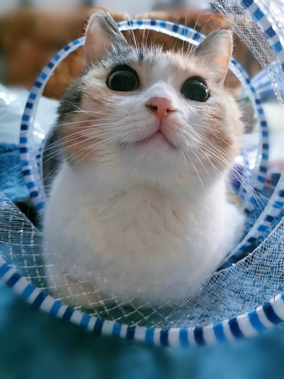 微笑唇小美女  我养了一只可爱的三花猫,名字叫米米.