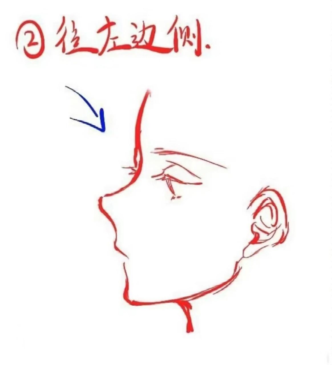 🎨  👩‍🎨 亲爱的绘画爱好者们,侧脸的细节处理是绘画中不可